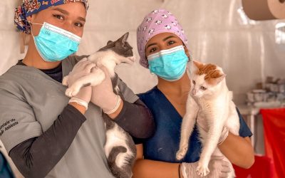 Medellín inicia programa gratuito de esterilización de mascotas con más de 19.000 procedimientos proyectados para 2025